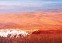 YUCATÁN | Instalan comité para vigilar la marea roja