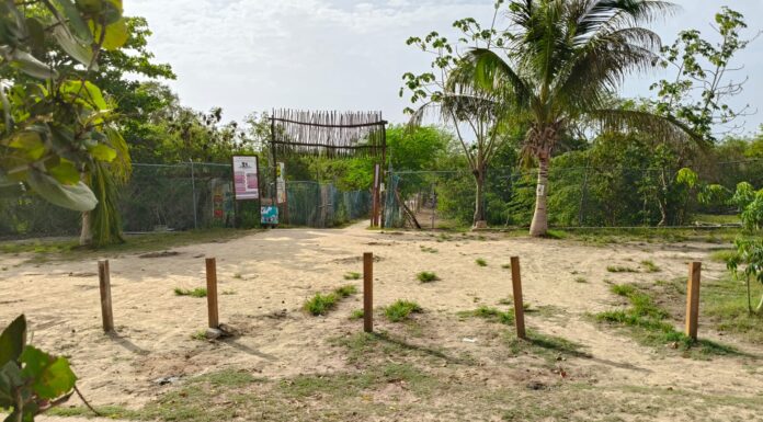 Lanzan campaña de firmas para proteger el predio Chenzubul como área de conservación en Playa del Carmen